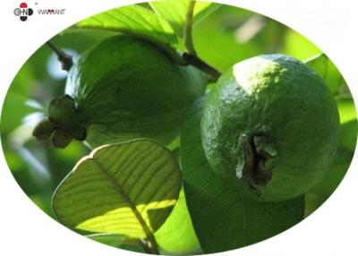 China brown Powder Anti Radiation Guava Fruit Extract GMP/DML tannin0.5%--0.7%、TLC,10:1 for sale