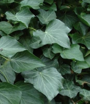 China Hedera helix Korea Registration license, Herb Extract Powder 14216-03-6 Ivy Extract For Asthma for sale