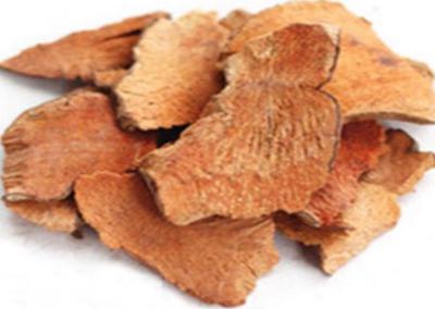 China SMILACIS Extract Herb Extract Powder TLC ,10:1,GMP ,Smilax china L. for sale