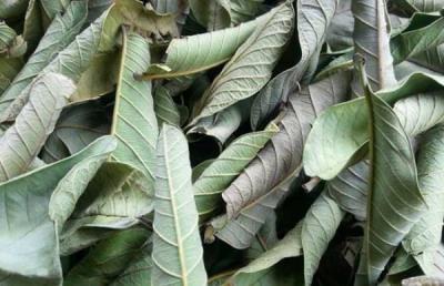 China Guava Leaf Extract Powder Tannins 0.5%,Flavonoids20% GMP nature product for sale