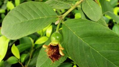 China Guava Leaf Extract Powder Tannins 0.75%,Flavonoids30% GMP nature product DML for sale