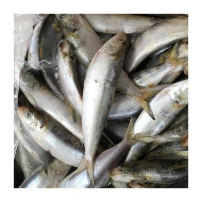 China NATURE Vietnam Thailand Canning Factory Sardine Fish Importers Sardines Frozen for sale