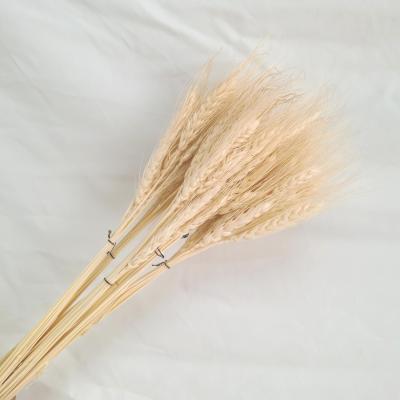 China Wholesale Dried Wheat Realistic Flower Ear Dried Flowers White Manufacturer Layout Dry Natural Wedding Dried Wheat for sale