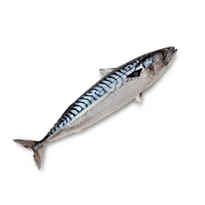 China Wholeround Frozen Pacific Mackerel New Season JELLY for sale