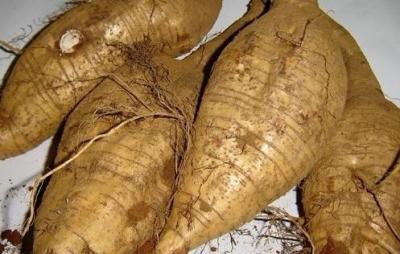 China Pure Natural For Men's and Women's Health Pueraria Mirifica --Pueraria Lobata (Wild.) ohwi for sale