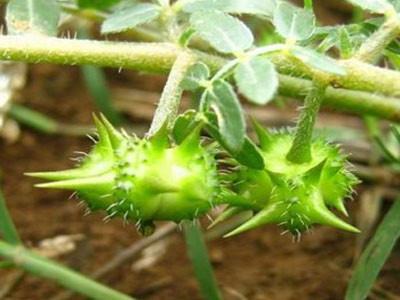 China Pure Natural tribulus terrestris powder with 90% Saponins -- Tribulus terrestris L. for sale