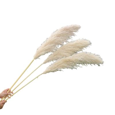 China Custom wholesale dry home ministry decoration plant size pampas grass dry flower bouquet to create elegant environment for sale