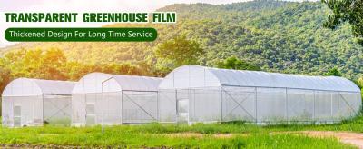 China 6Mil (150 Micron) Hojas de plástico para invernadero Reemplazo de película de PE en venta