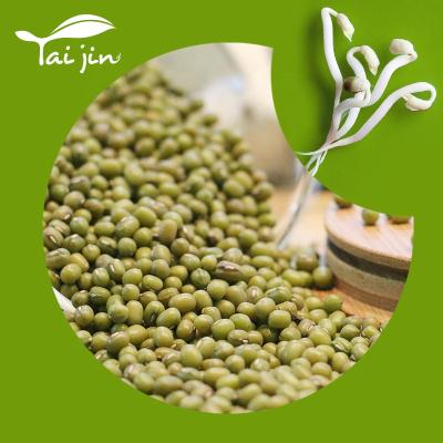 China Dried 100% natural green mung beans, characteristics of green mung beans for sprout for sale