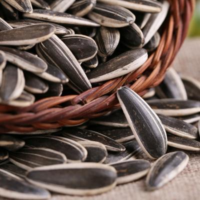 China Chinese Sunflower Seeds Black Striped Dry 601 for sale