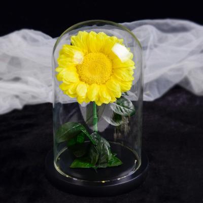China 9-10CM Preserved Sunflower Zui Fangxin Rose Flower New Design In Glass Sunflower Preserved Flower In Glass Dome For Gifts for sale