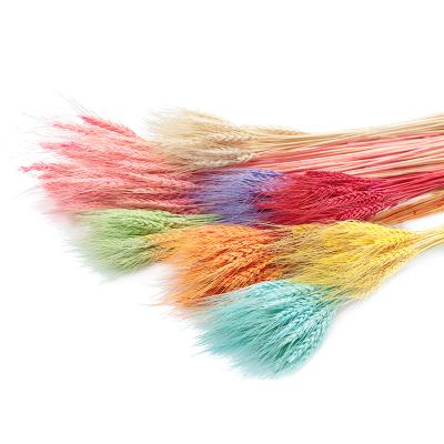 China Home Wholesale Natural Plants Insurance Primary Color Multicolor Ears Of Wheat Ears Dried Dried Wheat for sale