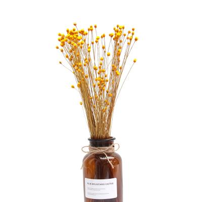 China Photographic Customizable Wholesale Home Furnishings Wholesale Decorative Gift Props Brazil Small Daisy Dried Flowers Happy Flowers for sale