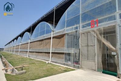 China Landwirtschaft Tomatentunnel Gewächshaus Mehrspannungsbau Gartenbau Tropischer Gewächshaus zu verkaufen