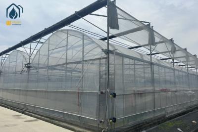 China Gewächshaus für den Anbau von Tomaten und Gemüse mit Film zu verkaufen