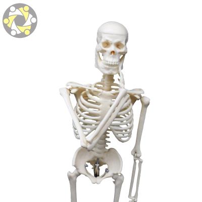 China Medical Anatomical Flexible Education Model 45CM Human Skeleton Teaching Model for sale