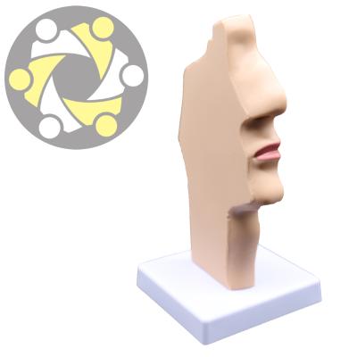 China Nasal Fossa Pathological Throat Teacher Education The Anatomical Model For Medical School for sale