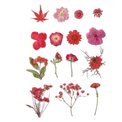 China 15pcs Festival Dried Flower Drop Glue Real Flower Herbarium Package Makeup Handmade Material China Factory Wholesale for sale