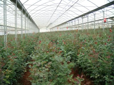 Chine feuille en plastique claire, widht maximum 14m, film de la serre chaude 100um-200um à vendre