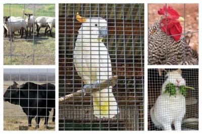 China Welded Wire Mesh Roll Used In Animal Breeding for sale