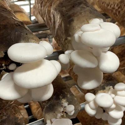 China Heart FROZEN White Mushroom Bag Style Golden Mum Packing Gap Color Weight Shelf Raw Oyster Spawn for sale