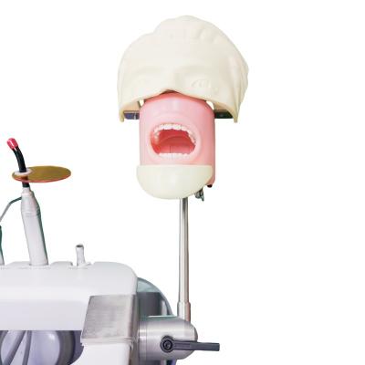 China Facultad de odontología Cabeza fantasma para estudiantes de odontología Modelo de estudio Unidad de cabeza fantasma dental en venta
