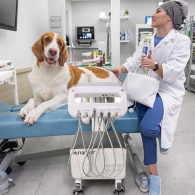 China Fabrik für Veterinärgeräte in Foshan mobile Zahnversorgungseinheit Vet-Verwenden Zahnbehandlungskorb für kleine Tiere zu verkaufen