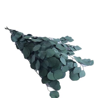 China Green Environmental Protection Manufacturers Supply Wholesale Preserved Eucalyptus Branches Grow Leaves For Desktop Christmas Decoration Garden Plants High Quality for sale
