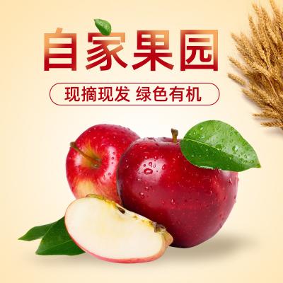 China Fresh Apple Fruit Price Of China's Best Sweet Apples for sale