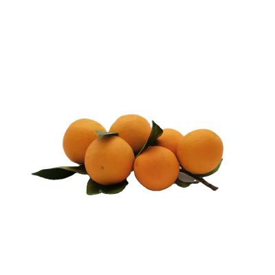 China Fresh tangerine /Export in bulk /Fresh tangerine for sale