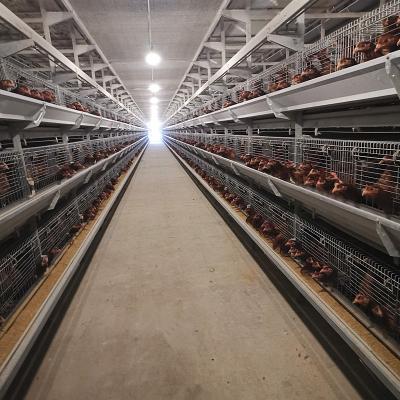 China tipo da gaiola H das aves domésticas da bateria de 650x1250x2220mm automático para a camada à venda