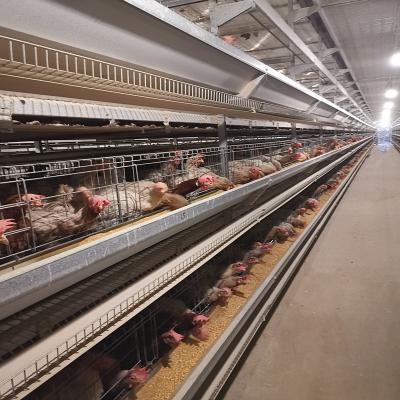 Cina lo strato dell'uovo del pollo della batteria di 192/240Birds/Set Q235 ingabbia per l'azienda agricola della larga scala in vendita
