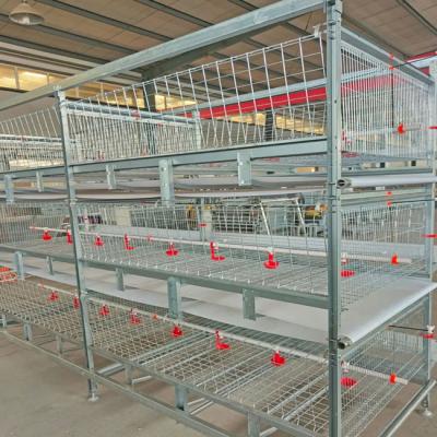 China Modern Poultry Battery Cage , 150 Broiler Chicken Farming Equipment for sale