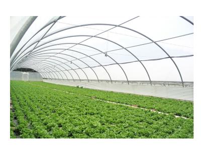 China Poly Greenhouse Plant Greenhouse Low Cost Strawberry Flowers Fruits Tunnel Garden Walkway Sunlight Waik-in Greenhouse for sale
