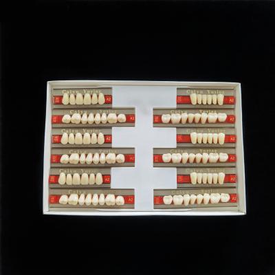 Cina High Resistance 2 Layers Acrylic Resin Teeth Synthetic Polymer Artificial Teeth Composite Denture in vendita