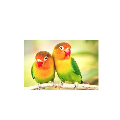 China WORLDWIDE Souvenir Customize 3d 5d Lenticular Postcard With Lovely Animal for sale