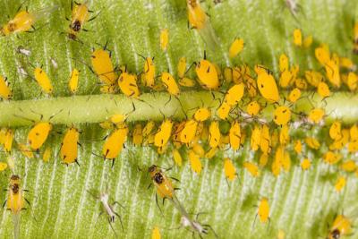 China Chemical Pesticide Thiamethoxam Killing Aphids insecticide effective to rice planthopper Cotent 30% Thiamethoxam Liquid for sale