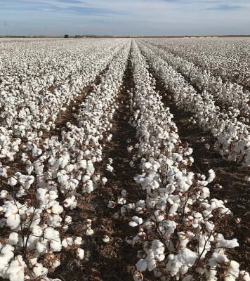 China The Most Effective Choice HaNPV Bt Biological Pesticide for Cotton Crop for sale