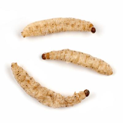 China Sustainable Bamboo Worm Bird Food Frozen Worm Fried Worm Food for sale