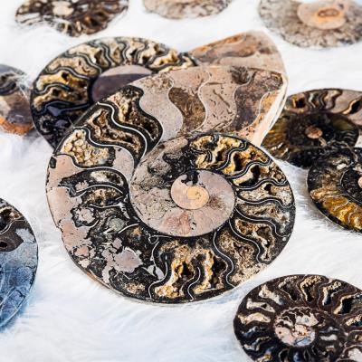 China Wholesale China Natural Folk Crystal Rough Healing Stone Open Ammonite Fossil For Decoration for sale