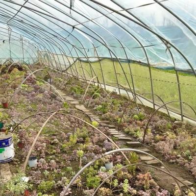 China Grande Agricultura Inovadora Arcos Túnel Estufas Perfeito para o crescimento durante todo o ano à venda
