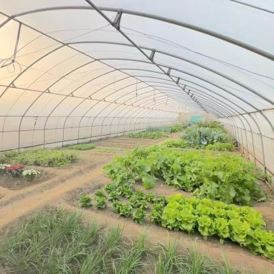 China Sistema de cultivo hidropónico de estufa de túnel de camada única para vegetais multi-espans à venda