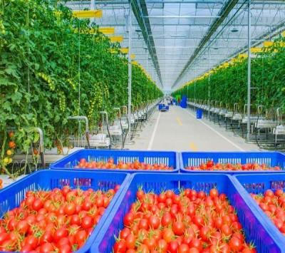 China Eenvoudige of meervoudige span aanpassing sneeuw vibrator kas voor fruit tomaten te planten Te koop