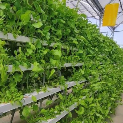 China 2000.000kg Pacote Peso Bruto Estufas comerciais para hidroponia Climatizadas à venda