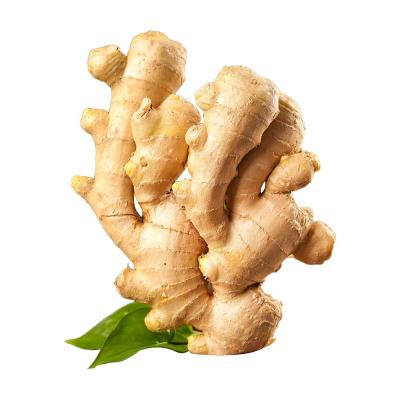 China 2023 New Season Wholesale Cheap Price China Fresh Ginger for sale