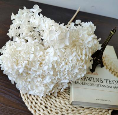 China Large Natural White and Orange Preserved Single Stem Flower Hydrangea for sale