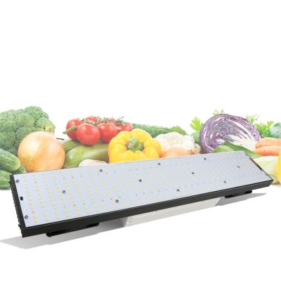 China Seed Starting Yxo Full Spectrum 240W Led Growlights Led For Growing Light Hydroponic Lm301B Lm301H Chips Led Grow Light for sale