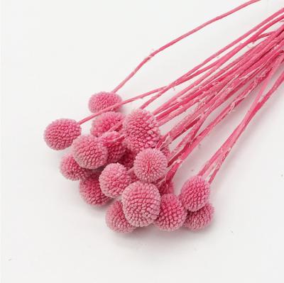 China Real Dried Flower Arrangement in Touch Nature Premium Quality Other Home Decor Preserved Craspedia for sale