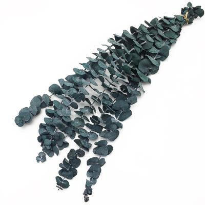 China Real Touch Nature Factory Price Baby Spiral Dired Flowers Preserved Eucalyptus Leaves For Wedding Home Decoration for sale