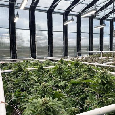 China Invernadero de policarbonato grande con sistema de luz de cultivo LED automático en venta
